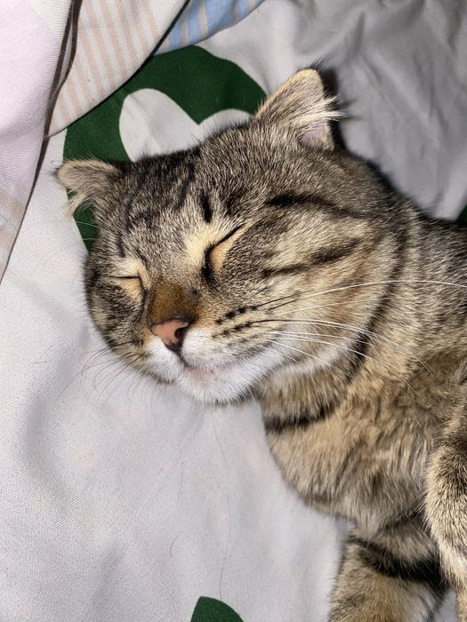 Кот на вязку! Порода скотиш фолд!