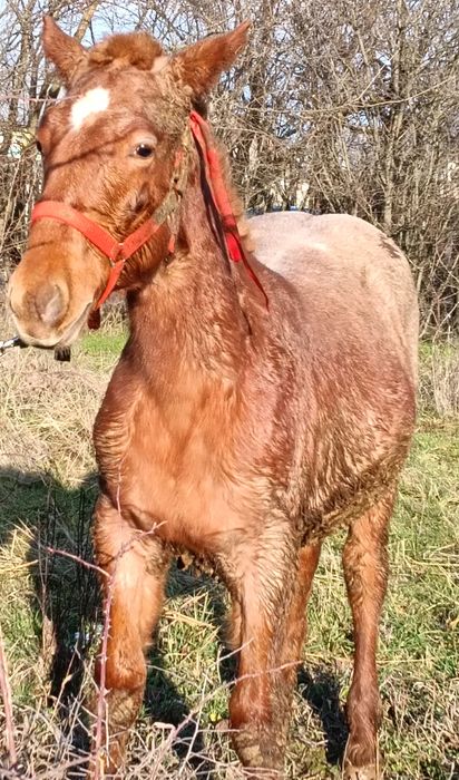 Vand mânz din cai grei
