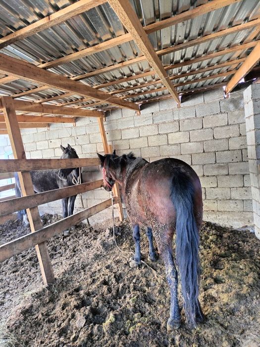 Биелер 3 2 буаз 1 бордакы 1 тай