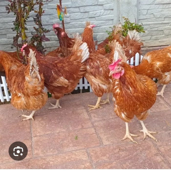 Găini rosi outoare aducem