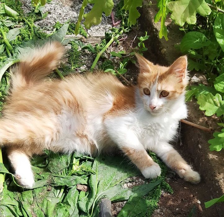 Подаряват се котета - гр. Павликени