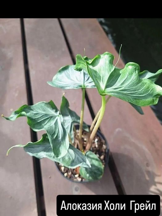 Продам комнатные цветы