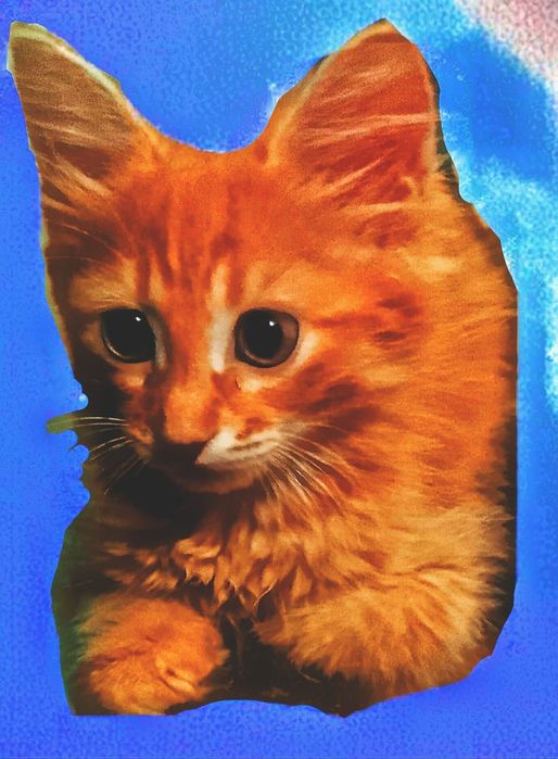 Котят отдам в добрые руки