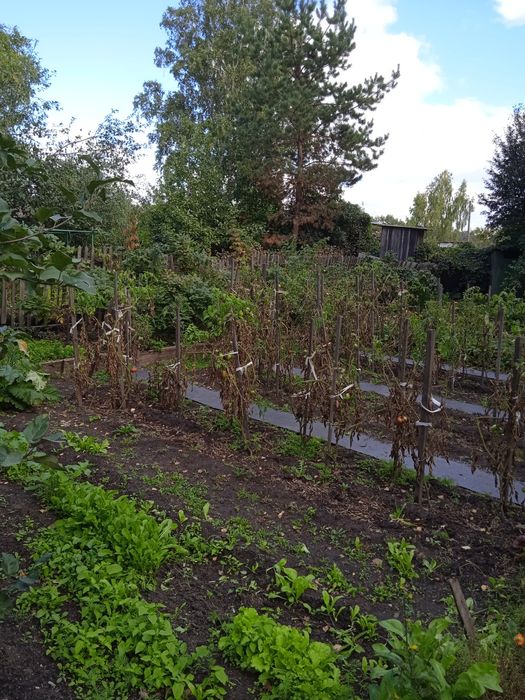 Продам дачу в обществе "Садовод"