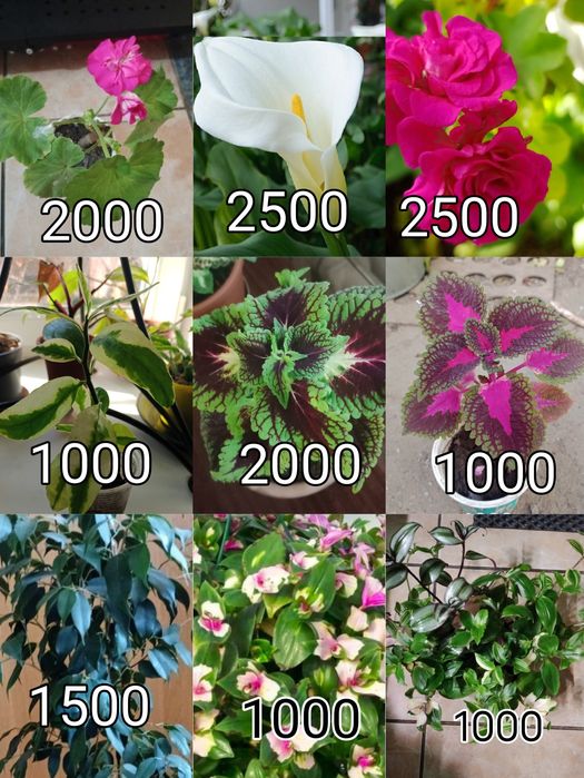 Продам герани разные