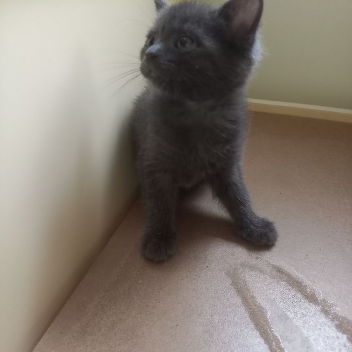 Котёнок девочка 1,5 месяца