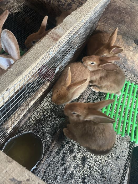 Продажа крольчат