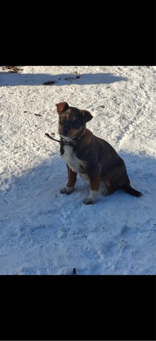 Отдам в добрые руки