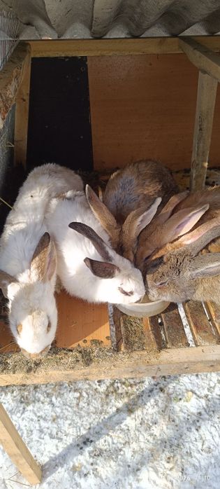 Кролики ушастики