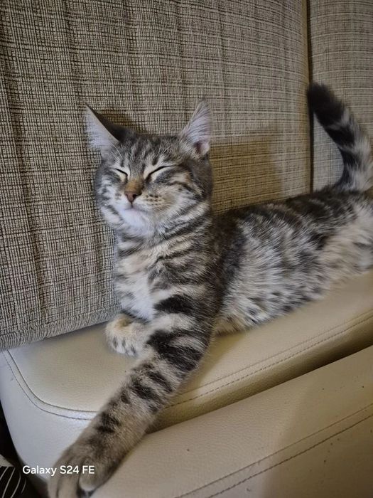 Отдам котенка мальчика