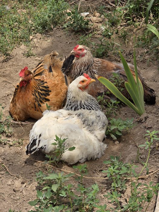 Куры и петух брама