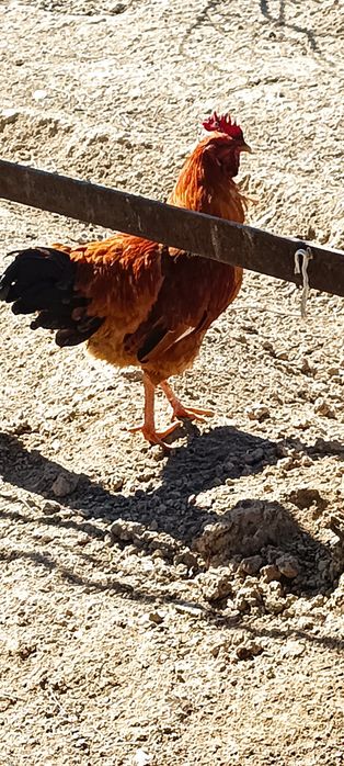 Жас қораз сатылады