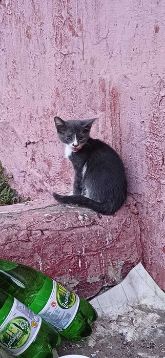 Подкинули котят. Нужен дом! Срочно!