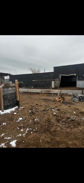 Ферма с Баранами