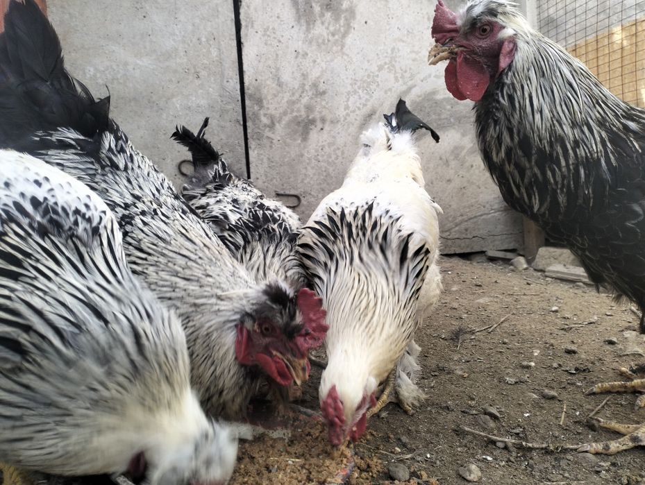 Қоразики Чубатый  сатылымда 10 айлық