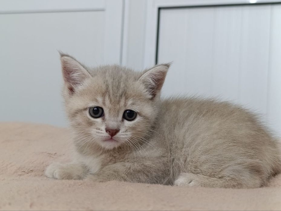 Продаётся Британский кот