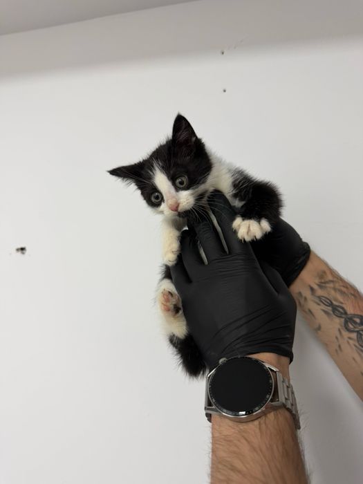 Бебе коте търси дом