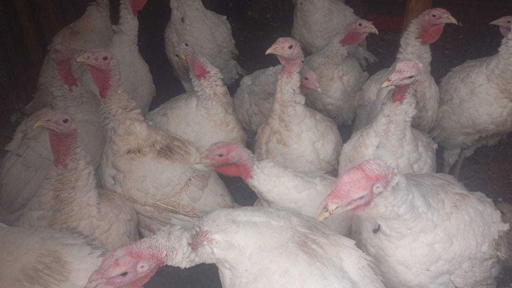 Продаю мясо домашней индейки