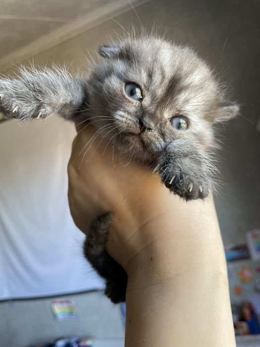 Отдам  котят в добрые руки