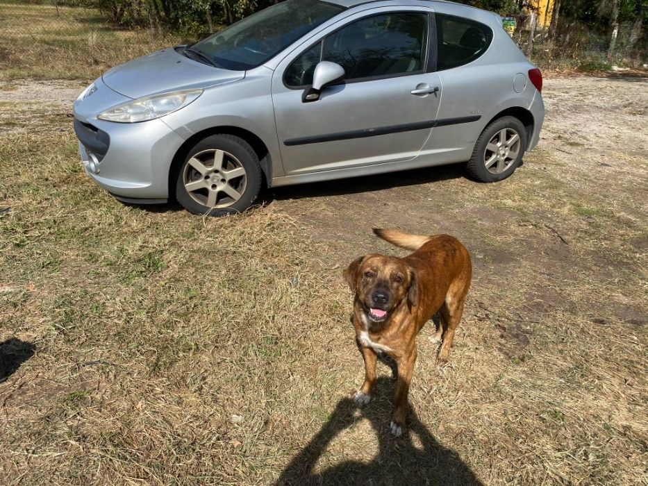 Пежо 207 peugeot 207 на части