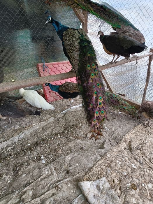 Vând păuni maturi pentru reproducere și pene de păun.