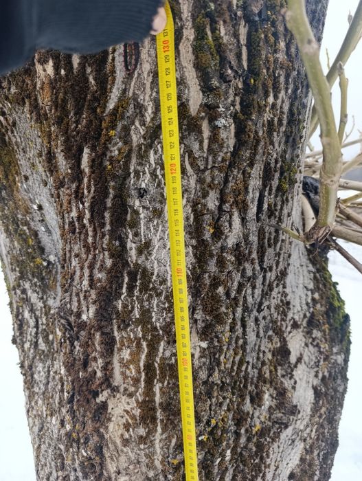 Vând lemn de nuc uscat