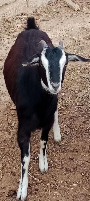 Ешки жане шыбыштар