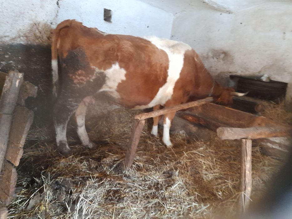 Vând vacă +tauras 7 luni sănătoși