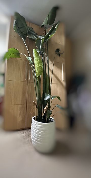 Стрелиция Николая для помещения с высоким потолком