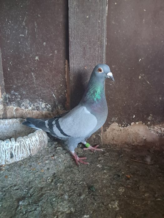 Vand porumbei ciungi si tipler englez