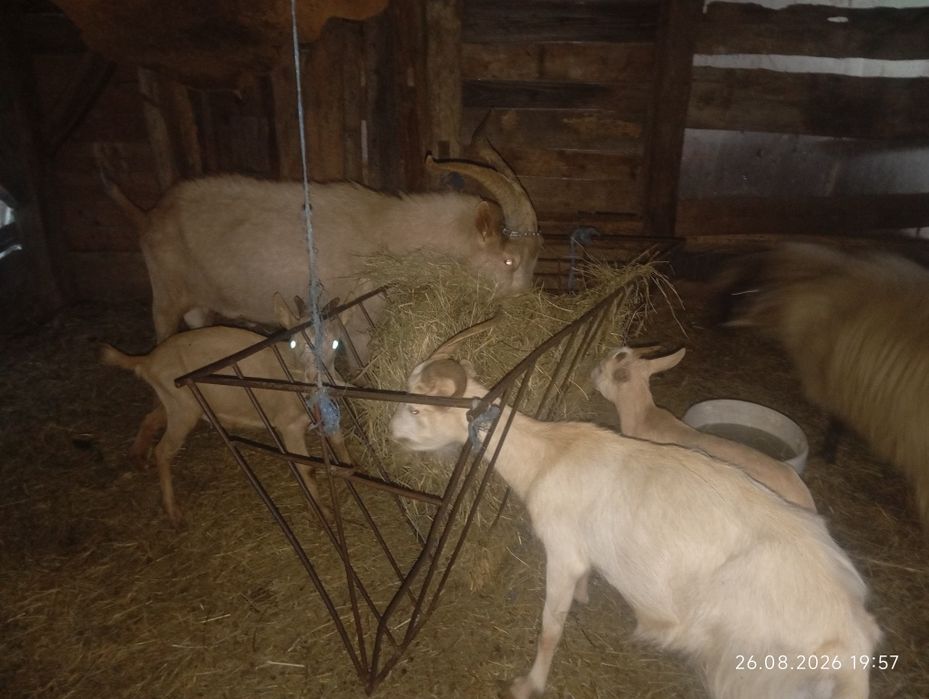 Vând capre o oaie și un tap