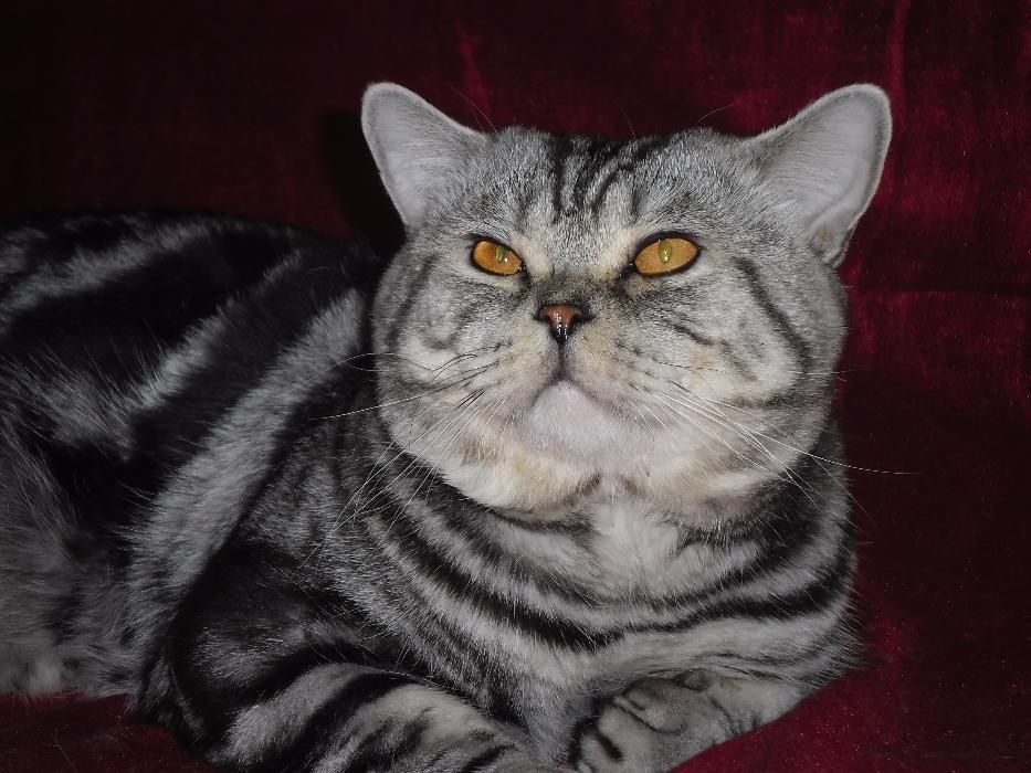 Экзот мраморный окрас. Кот для вязки. Кот для вязки. Кот для вязки шотландский. Кот для вязки британец.