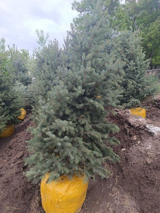 Продам голубую ель