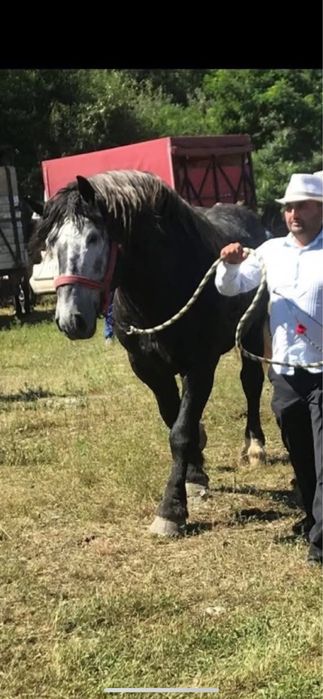 Vand sau schimb armasar sur