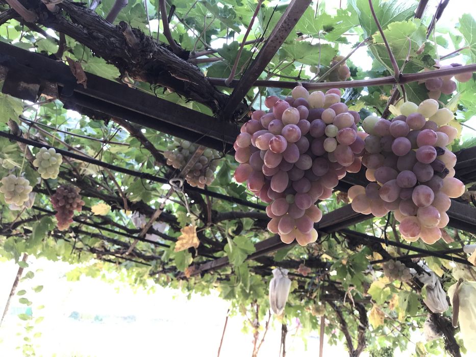 Продам дом Узынагаш