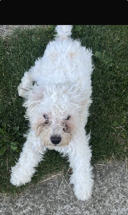 Bichone Maltese