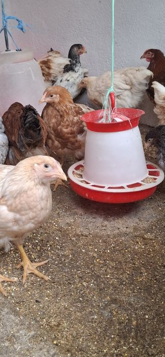 Vand Pui Rasă Mixta