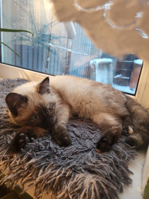 Котенок ищет дом