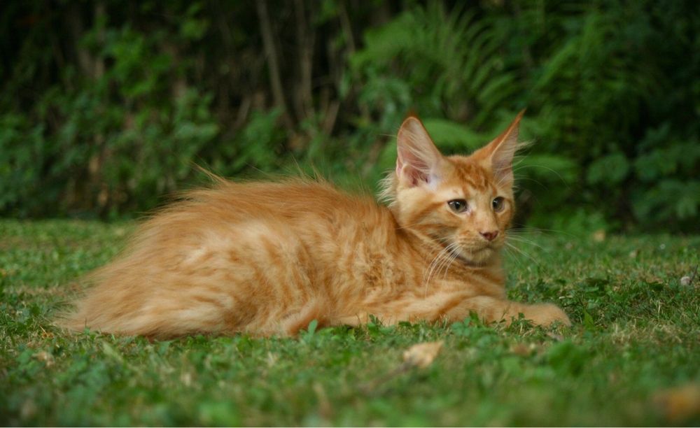 Мейн Куун (Maine Coon)