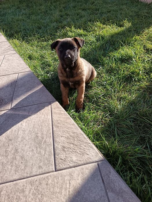 Две мъжки бебета на по 2 месеца