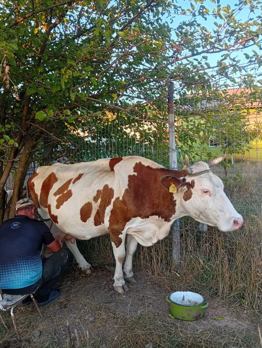 Vând doua vaci gestante