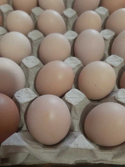 Куры несушки Коралл Кросс