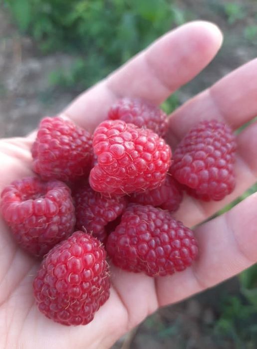 Vând zmeură Ruby și muri LochNess