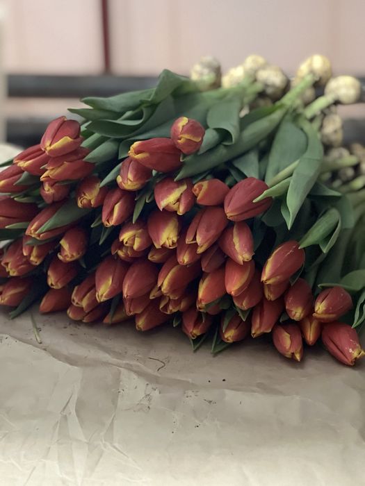 Тюльпаны разных цветов