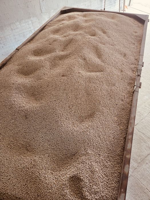 Vand mazare, 15 tone foarte buna