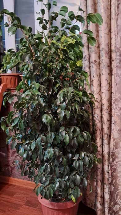 Домашние цветы Мырзакент