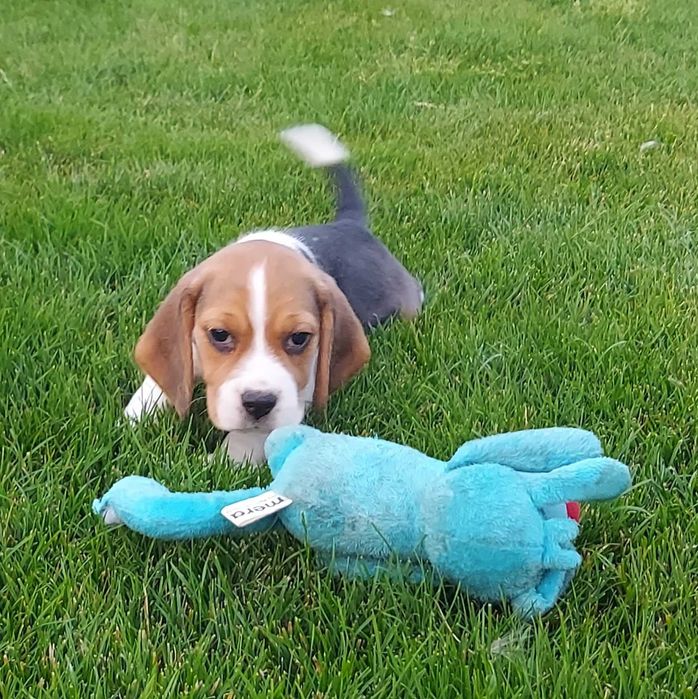 Pui Beagle ideal pentru copii tai !