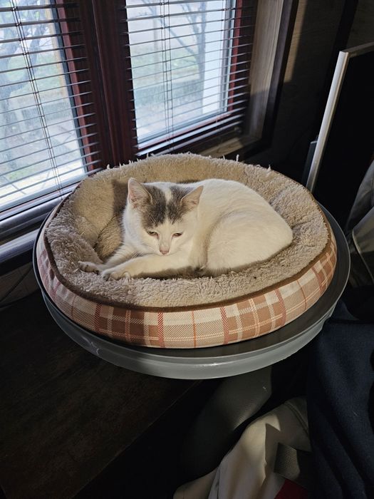 Котенца. Сивичко ,Беличко и два чернички...