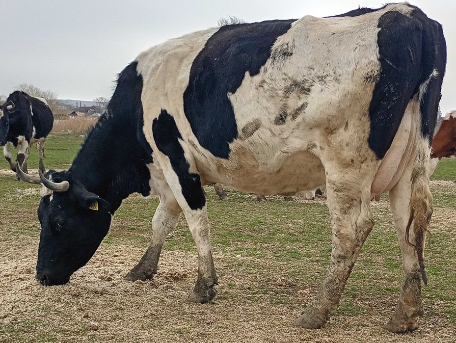 vand vaca de 600 de kg