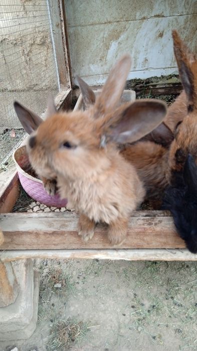 Продам крольчат 6 штук